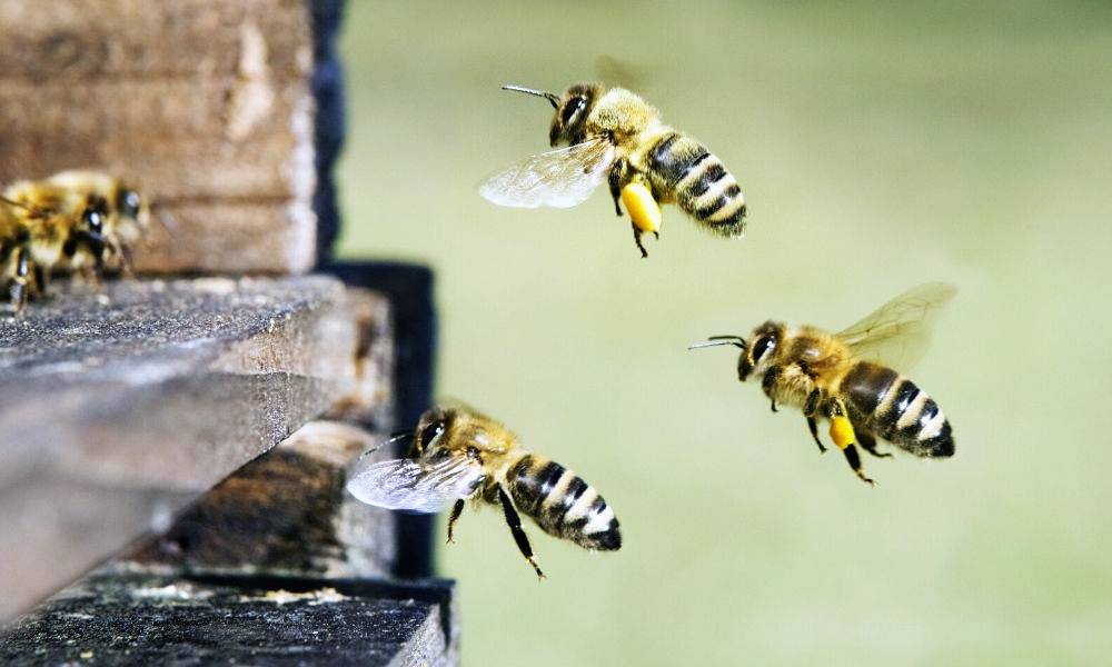 Hadim’in dağlarında ‘firari balı’ hasadı zamanı 1